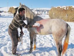 Cirit atlarına kar banyosu 